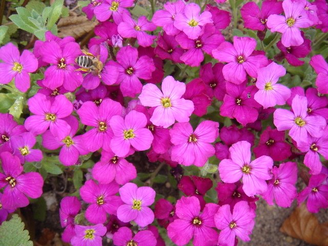 Aubrieta deltoides 'Graeca'